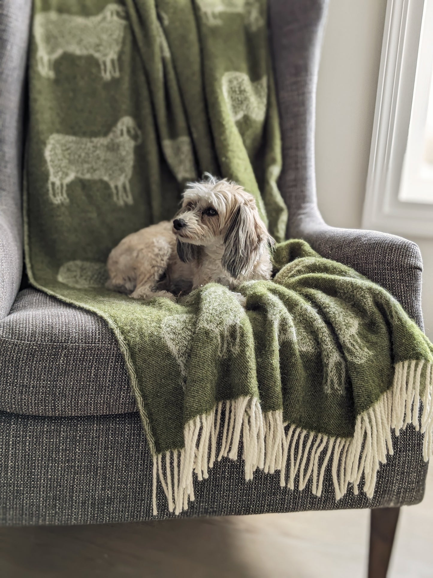 Wool Sheep Blanket